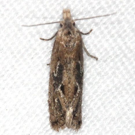 3761.96-Aethes-new-species-BG-Long-PIne-Picnic-area-Everglades-3-2-15-21