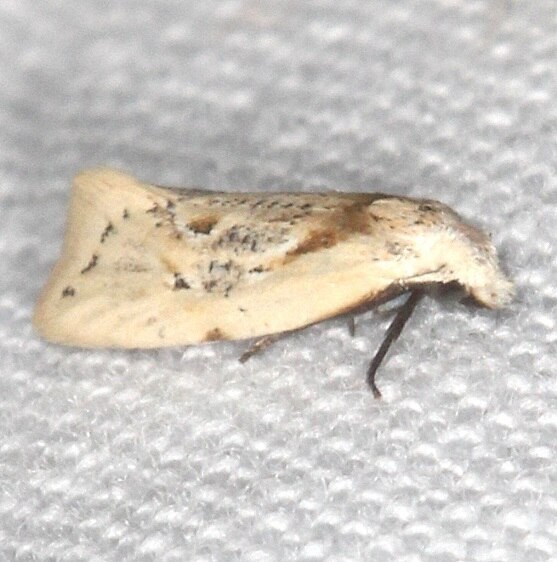 3761.96 Aethes nr seiatana BG Bear-Island Big Cypress Preserve Fl 1-12-24
