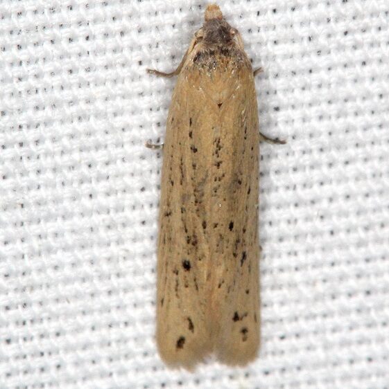 3761.97 Unidentified Aethes-BG-Lake-Kissimmee St Pk Fl 3-2-22