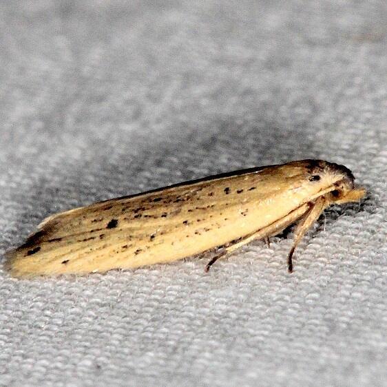 3761.97-Unidentified-Aethes-BG-Lake-Kissimmee-St-Pk-Fl-3-2-22-2