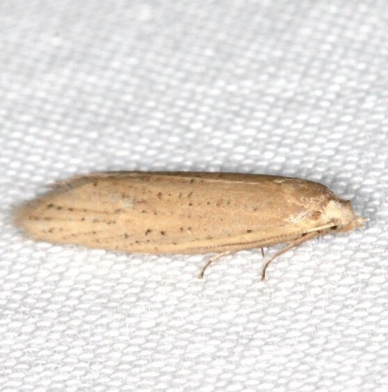 3761.97 Unidentified Aethes-BG-Collier-Seminole St Pk Fl 3-10-22
