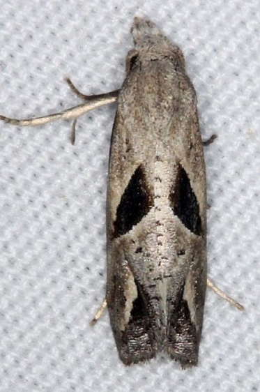 3763 Eugnosta bimaculana Pineland Everglades 2-26-15
