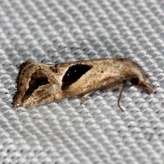 3763 Eugnosta bimaculana Pineland Everglades 2-18-14