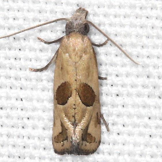 3763 Eugnosta bimaculana yard 8-30-19