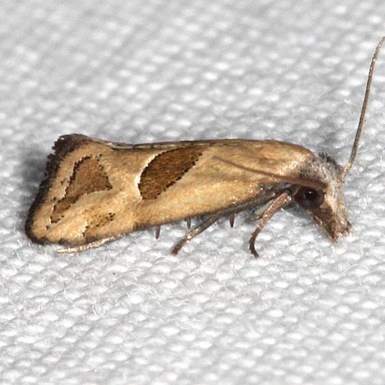 3763-Eugnosta-bimaculana-yard-8-30-19-3_opt