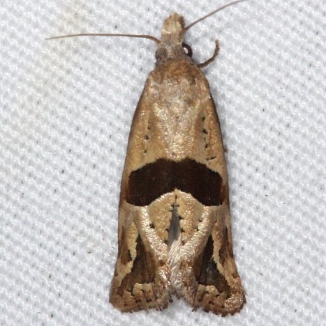 3764 Eugnasta sartana Silver Lake Cypress Glenn Fl 3-18-15
