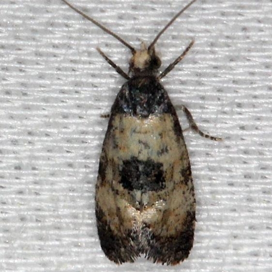 3766 Cochylis arthuri Thunder Lake UP Mich 6-23-13