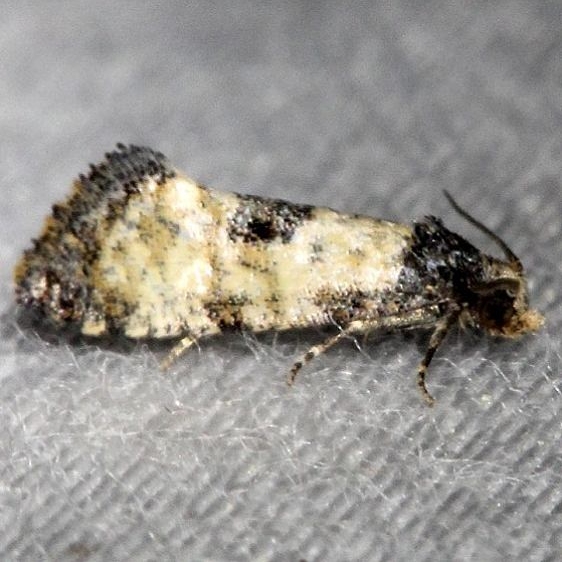 3766 Cochylis arthuri Thunder Lake UP Mich 6-23-13