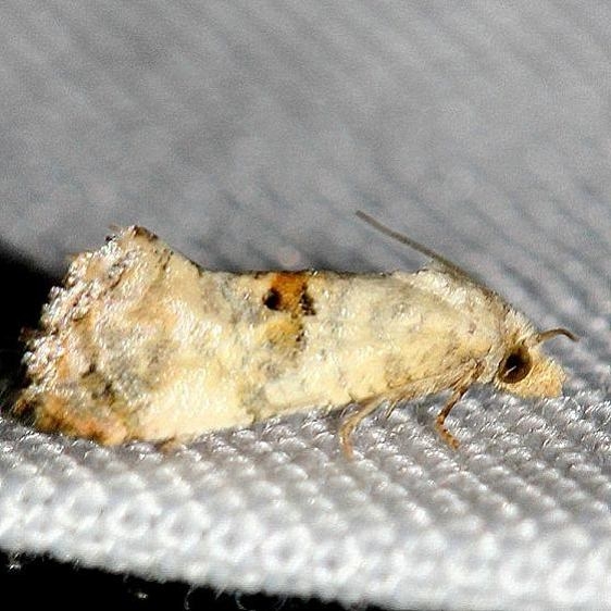 3766 Cochylis arthuri yard 8-6-12_opt