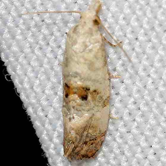 3766 Cochylis arthuri yard2 8-6-12 (5)