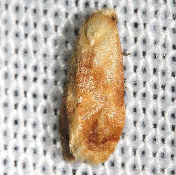 3769 Cochylis bucera closest Hidden Lake Everglades Natl Pk 3-9-13