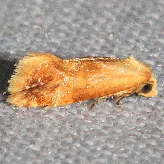 3769 Cochylis bucera closest Hidden Lake Everglades Natl Pk 3-9-13