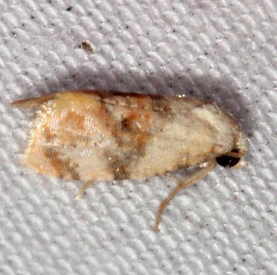 3769 Cochylis bucera yard 8-18-19