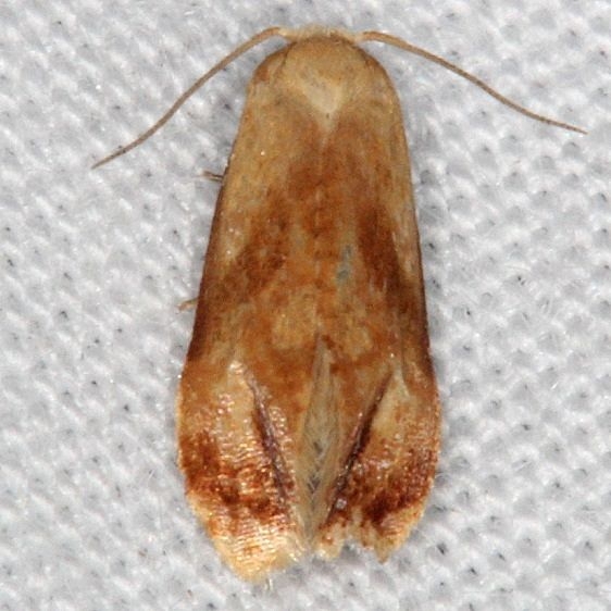 3771 Cochylis caulocatax Jim Vargo Lucky Hammock near Everglades 2-27-15