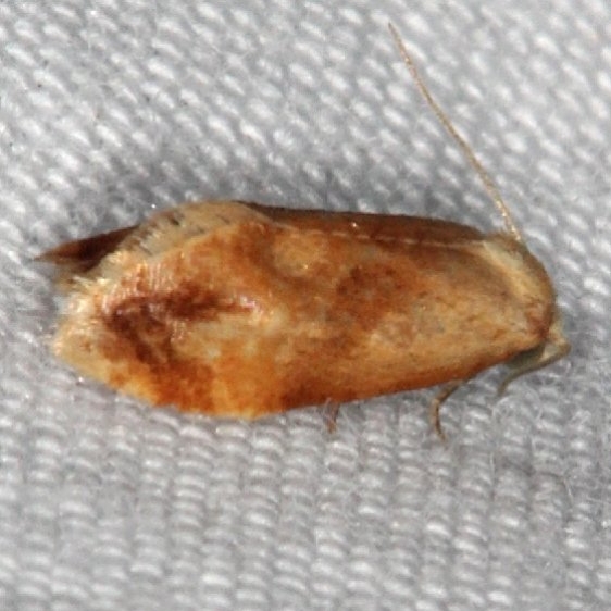 3771 Cochylis caulocatax Jim Vargo Lucky Hammock near Everglades 2-27-15