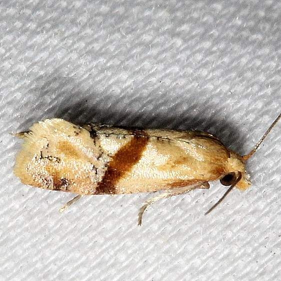 3771 Cochylis caulocatax Kissimmee Prairie St Pk 3-17-13