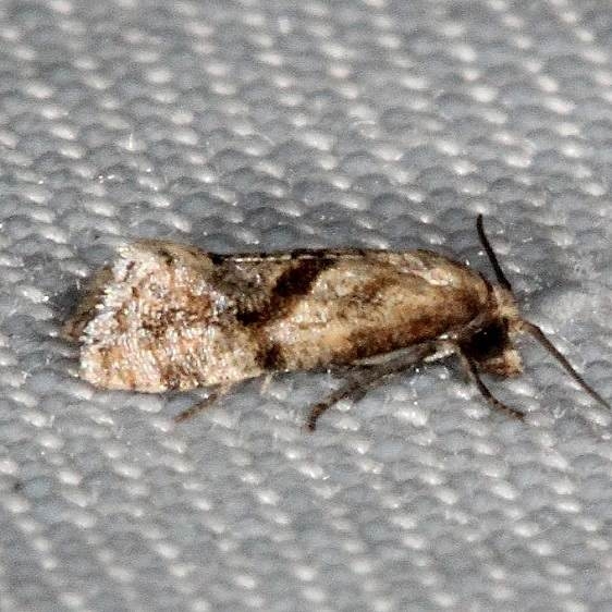 3771 Cochylis caulocatax Lucky Hammock Everglades 2-23-14