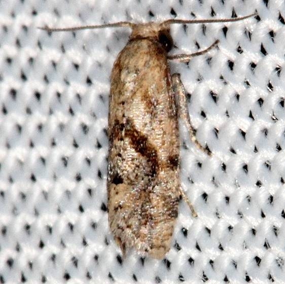 3771 Cochylis caulocatax Lucky Hammock Everglades 2-23-14