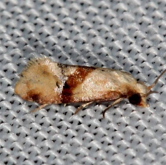 3771 Cochylis caulocatex Hidden Lake Everglades 2-18-14