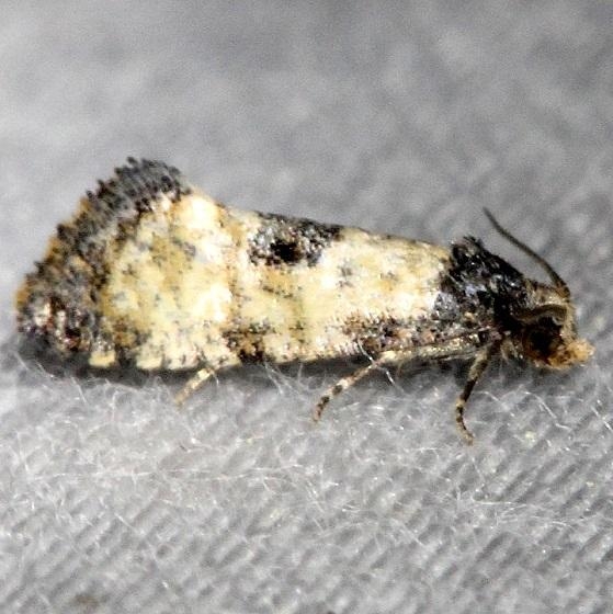 3774 Cochylis dubitana Thunder Lake UP Mich 6-23-13