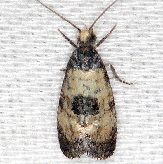 3774 Cochylis dubitana Thunder Lake UP Mich 6-23-13
