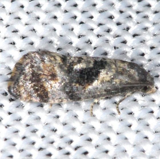 3776 Hoffman's Cochilid Moth yard 8-12-13