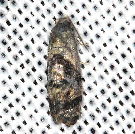 3776 Hoffman's Cochilid Moth yard 8-12-13