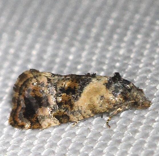 3776 Hoffman's Cochlid Moth yard 5-9-13