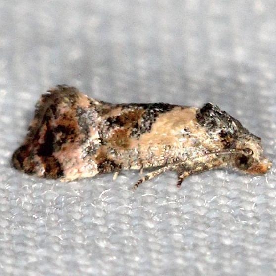 3776 Hoffman's Cochylid Moth yard 5-18-13