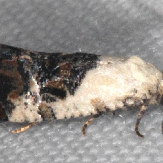 3777 Cochylichroa hospes yard 3-18-21
