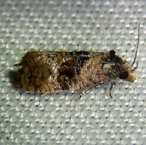 3777 Cochylis hospes Rowdy Bend Trail Everglades 3-3-12