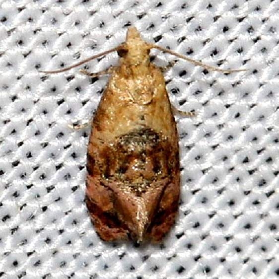 3777 Cochylis hospes yard 8-6-12