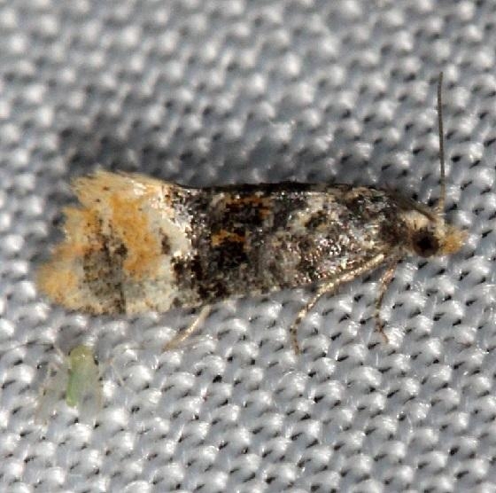 3778 Cochylis nana Thunder Lake Mich UP 6-24-13