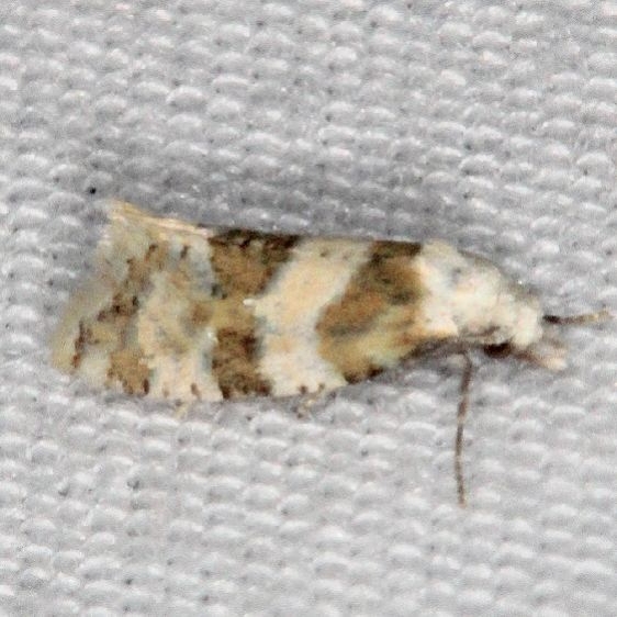 3780 Rings' Cochylid Moth Burr Oak Cove Wayne Natl Forest Oh 8-5-18 (5)_opt