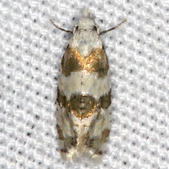 3780 Rings' Cochylid Moth Burr Oak Cove Wayne Natl Forest Oh 8-5-18 (6)_opt