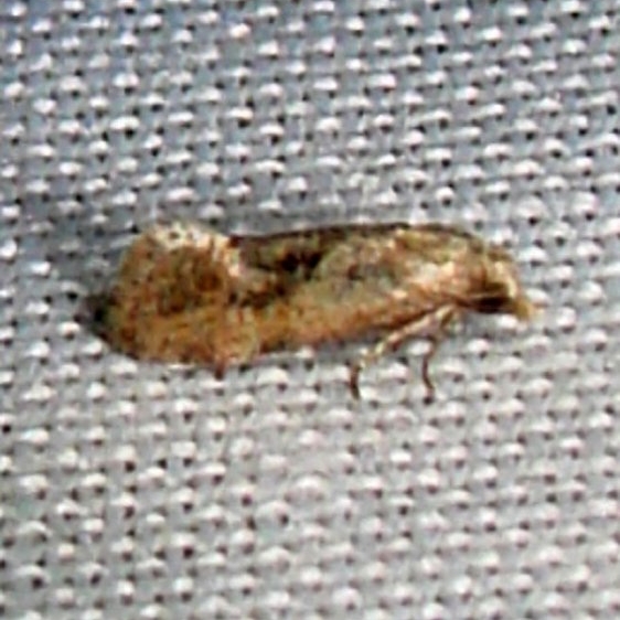 3781 Cochylis temerana Nike missle Road junction research Rd 2-28-12
