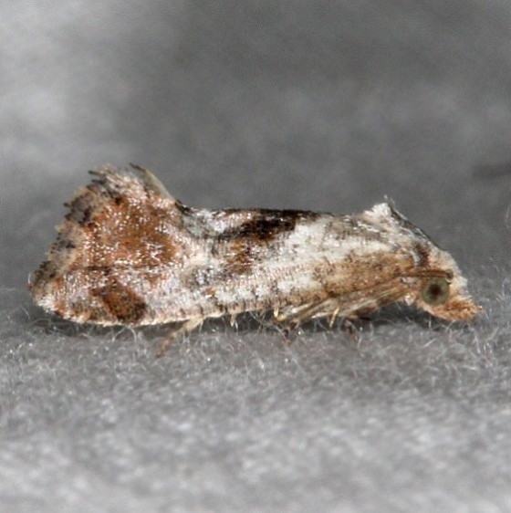 3781 Cochylis temerana Yard 5-6-15 (6)_opt