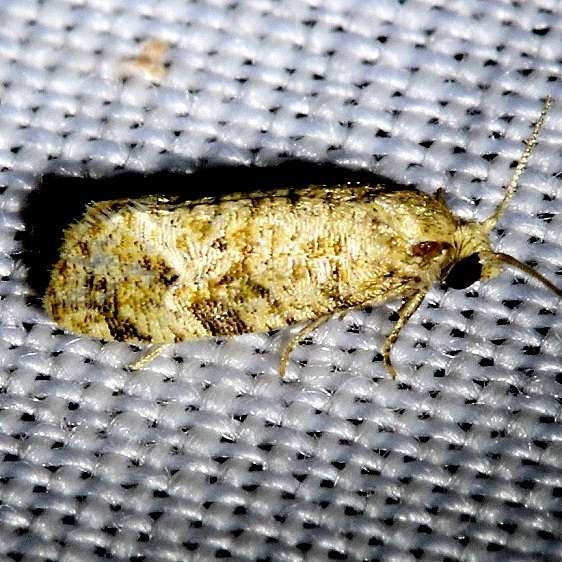 3863.97 Unidentified Cochylinid Moth Kissimmee Prairie St Pk 3-17-13