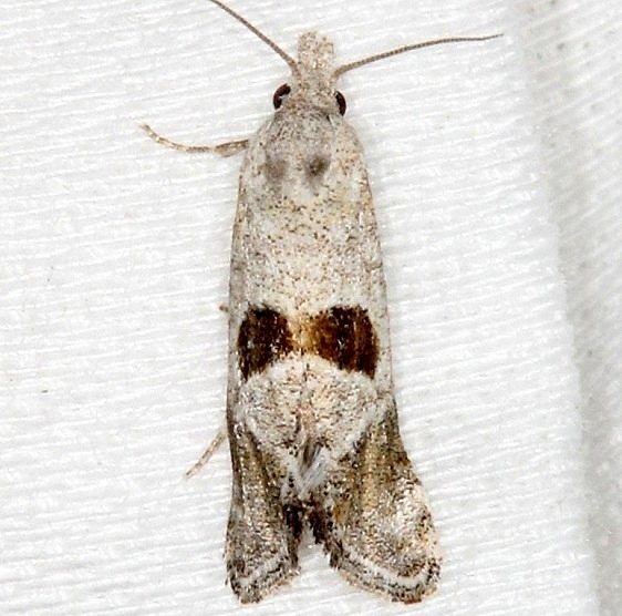 3789 Eugnosta deceptana NABA Gardens Texas 11-3-13