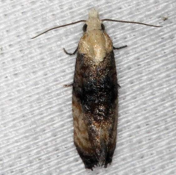 3790-Fleabane-Cochylid-Eugnosta-erigeronana-Collier-Seminole-St-Pka-2-25-14-214_opt