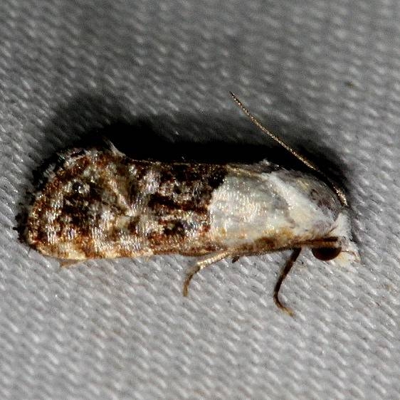 3790 Fleabane Cochylid Moth Kissimmee Prairie St Pk 3-12-13