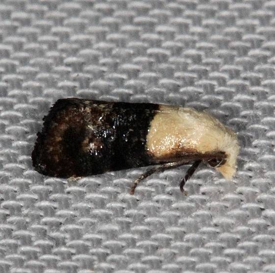 3790 Fleabane Cochylid Moth Lucky Hammock Everglades 2-23-14
