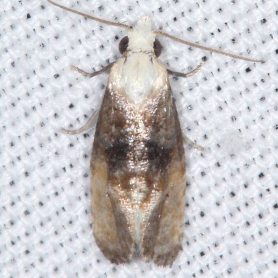 3790.97-Eugnosta-erigeronana-variant-or-new-Cochylid-Collier-Seminole-St-Pk-Fl-3-19-25-32