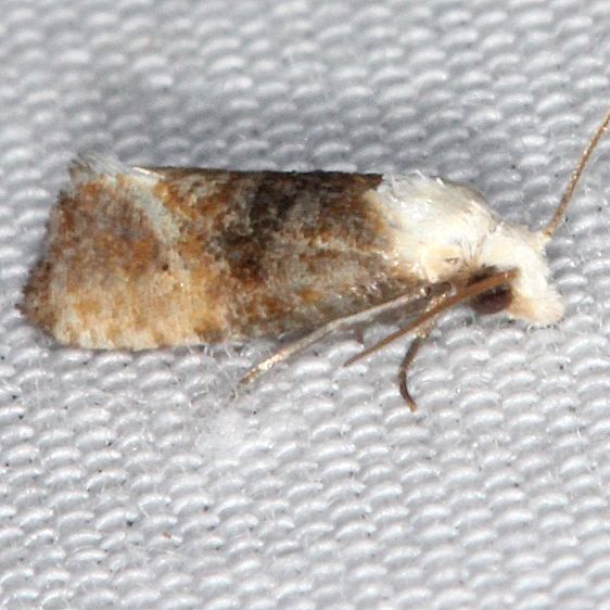 3790.97-Eugnosta-erigeronana-variant-or-new-Cochylid-Collier-Seminole-St-Pk-Fl-3-19-25-33