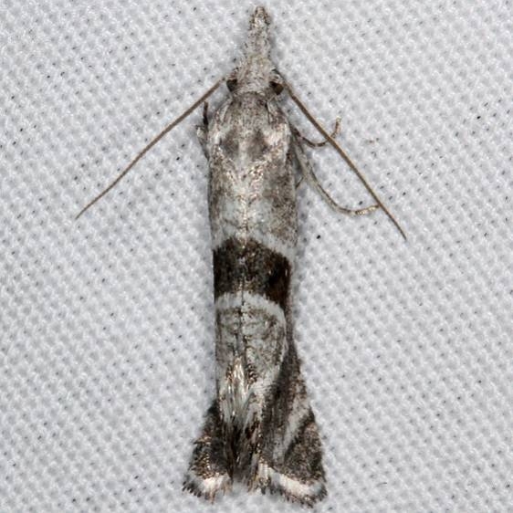 3791 Eugnosta mexicana Devil's Canyon Campground National Forest Utah 6-7-17 (98)_opt