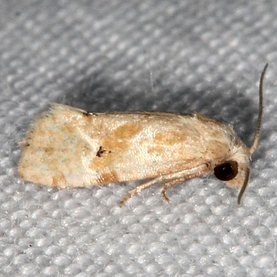3793 Gynnidomorpha romonana Big Lagoon St Pk Fl 9-12-18 (89)_opt