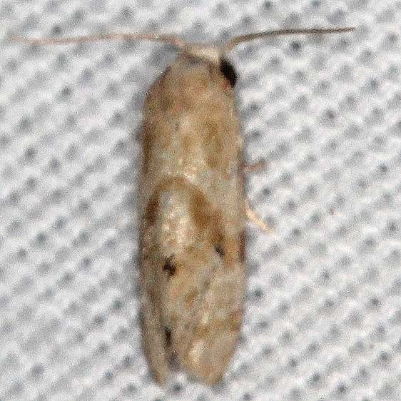 3793 Gynnidomorpha romonana Big Lagoon St Pk Fl 9-12-18 (90)_opt