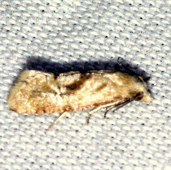 3793-Gynnidomorpha romonana Lake-Kissimmee-St-Pk-Fl-3-11-25