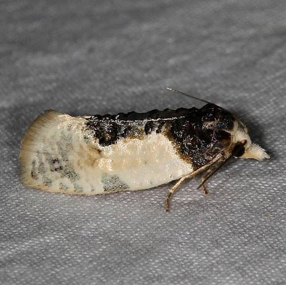 3796 Contrasting Henricus Moth Mesa Verde National Pk Colorado 6-9-17 (47)_opt