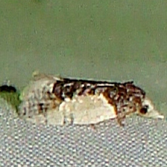 3796 Contrasting Henricus Moth yard 5-29-11